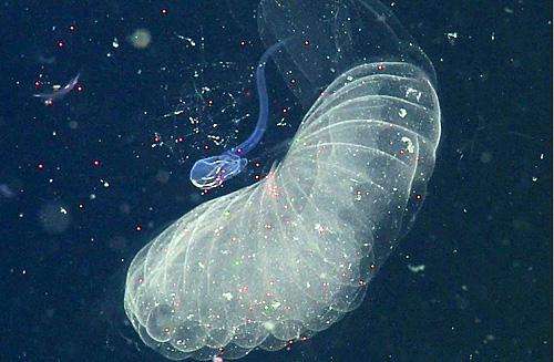 Larvaceans provide a pathway for transporting microplastics into deep-sea food webs