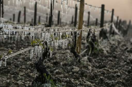Late spring frosts are set to hit harvests across France, not least at this Chablis vineyard