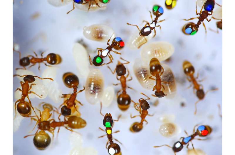 Lazy ants make themselves useful in unexpected ways
