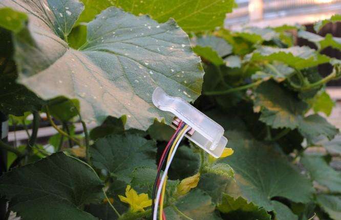 Leaf sensors can tell farmers when crops need to be watered