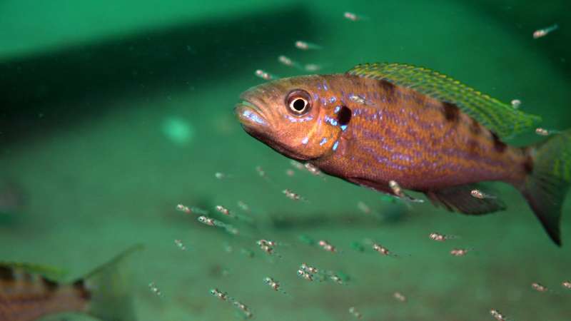 “Left-handed” fish and asymmetrical brains