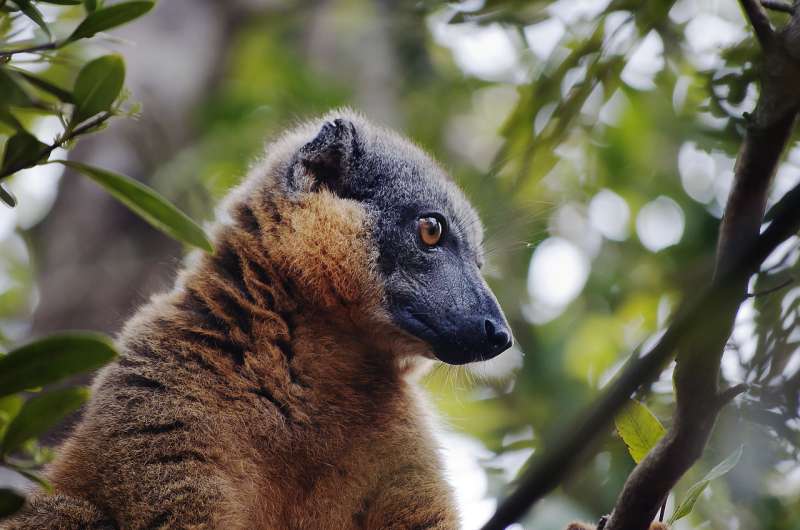 Lemurs are weird because Madagascar's fruit is weird