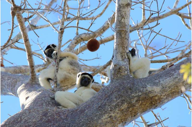 Lemurs' gut microbiomes influenced heavily by social circles, study says