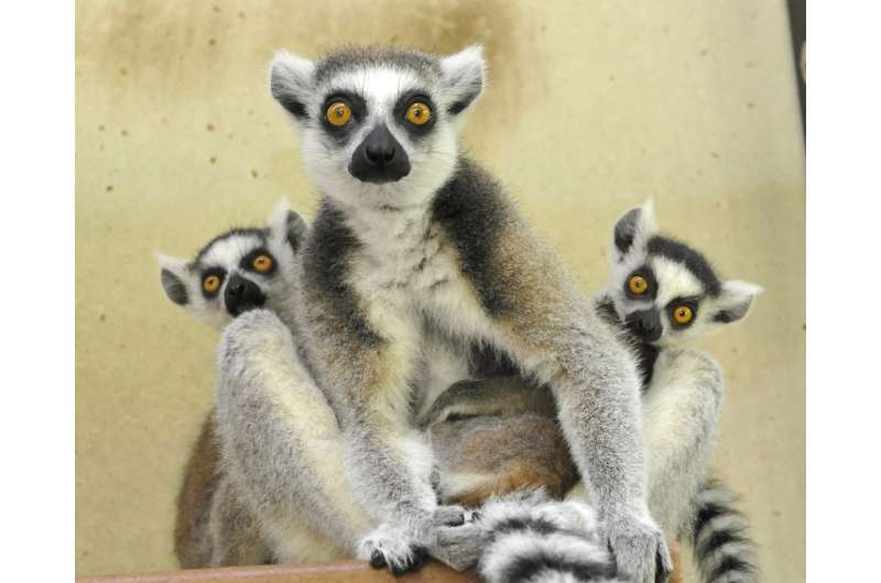 Lemur study highlights role of diet in shaping gut microbiome