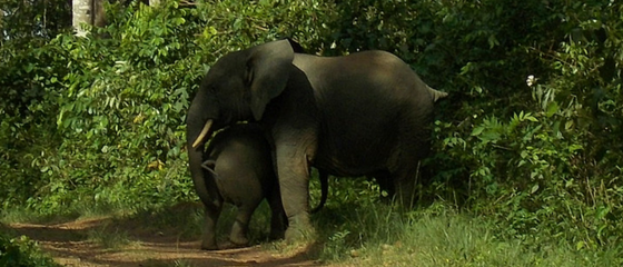 Liberia takes a major step forward in protecting its elephants