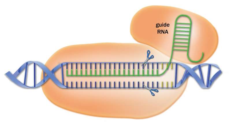 Library of CRISPR targeting sequences increases power of the gene-editing method