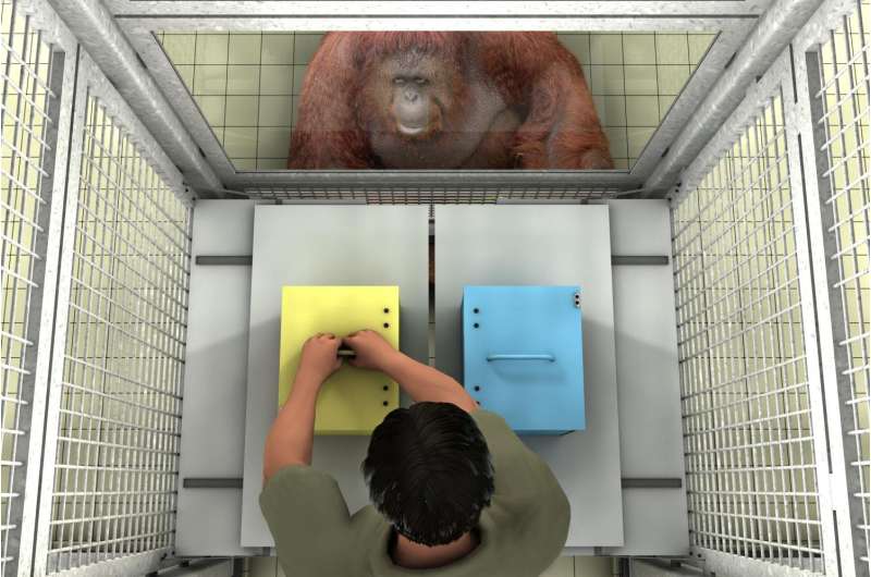 Like people, great apes may distinguish between true and false beliefs in others