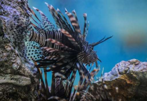 Lionfish are an invasive and predatory species that threatens the balance of the Caribbean Sea