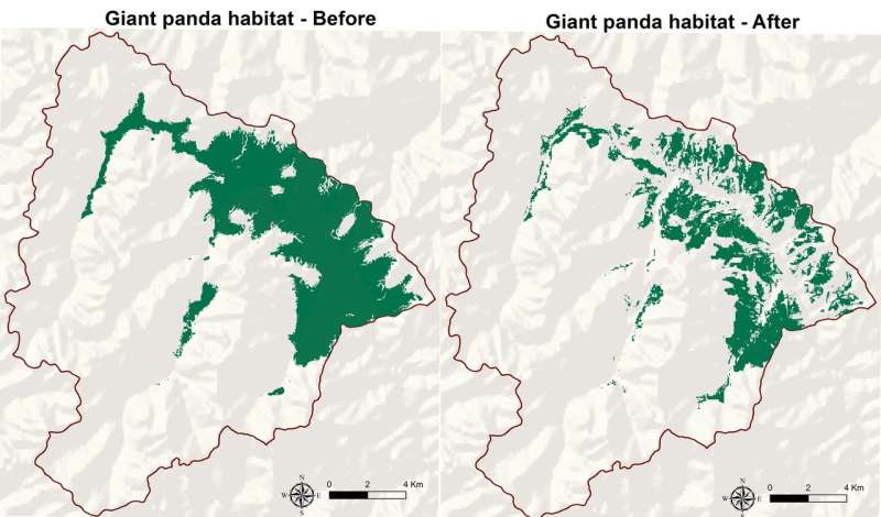 Livestock grazing harming giant panda habitat