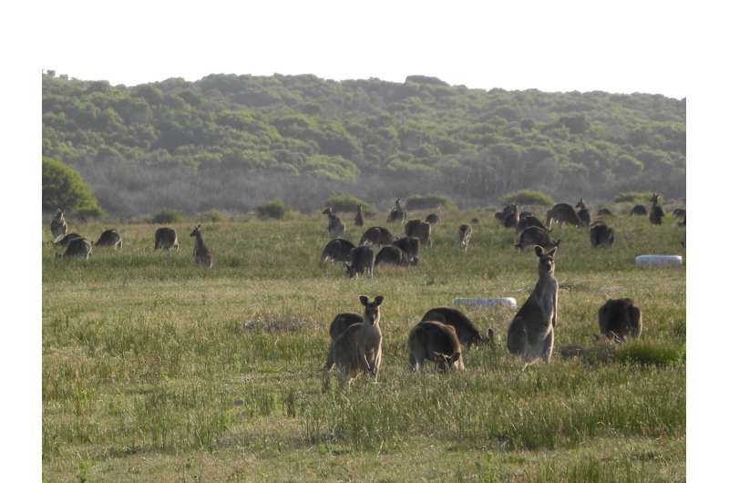 Living at home the best survival strategy for young kangaroos