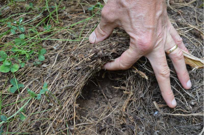 Living mulch builds profits, soil