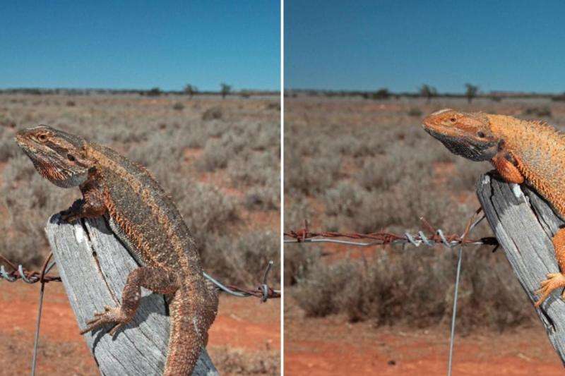 Lizards keep it local when it comes to colour change