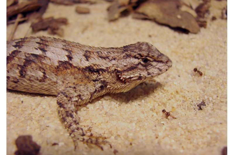 Lizards may be overwhelmed by fire ants and social stress combined