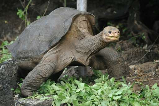 Lonesome George was thought to be around a century old when he died in June 2012