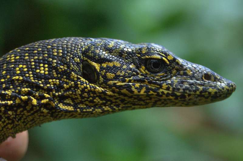 Long lost monitor lizard 're-discovered' on Papua New Guinean island