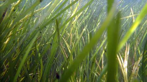 Long-term eelgrass loss due to joint effects of shade, heat