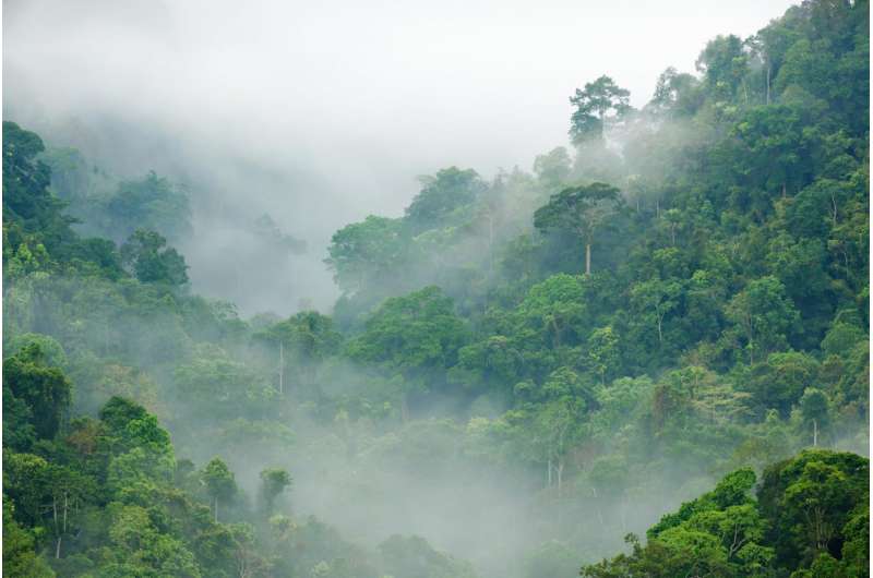 Long-term fate of tropical forests may not be as dire as believed, says CU Boulder study