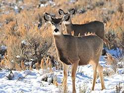 Long-term study finds energy development has lasting impact on deer populations