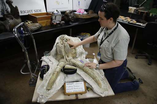 Los Angeles subway work uncovers array of Ice Age fossils