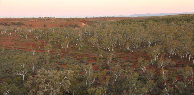 ‘Lost’ forests found covering an area two-thirds the size of Australia
