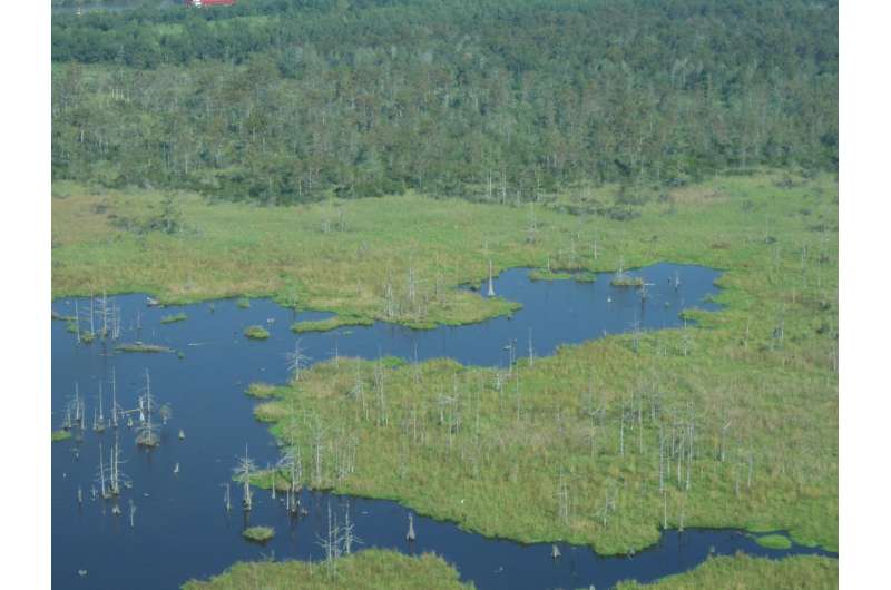 Louisiana wetlands struggling with sea-level rise 4 times the global average