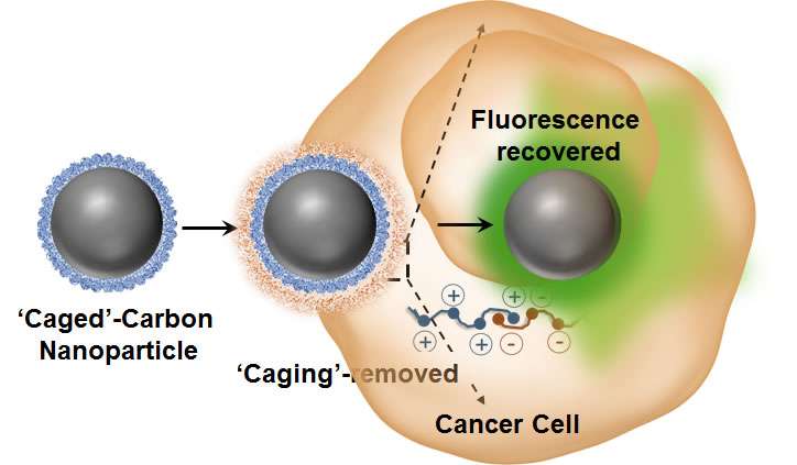 Luminescence switchable carbon nanodots follow intracellular trafficking and drug delivery