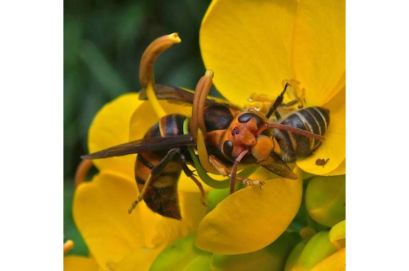 Luring hornets: Scientists unlock sex pheromone of notorious honey bee predator