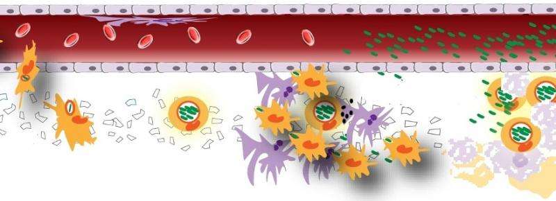 Macrophages as drivers of an opportunistic infection