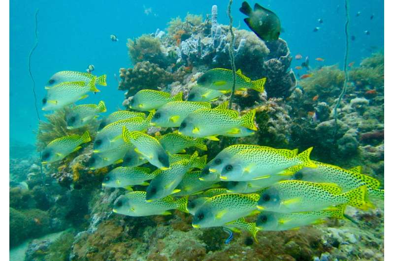 Maintaining fish biomass the key to conserving reef fish biodiversity