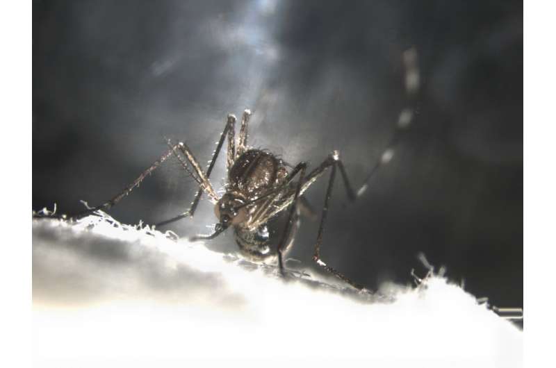 Making mosquitoes self-destruct