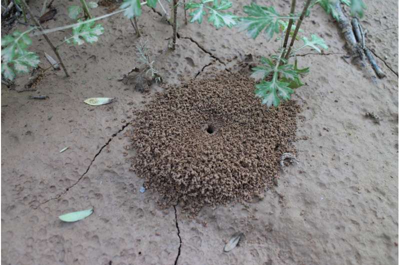 Making 'mulch' ado of ant hills