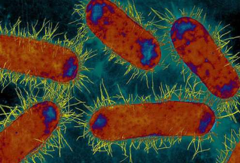 Making resistant superbugs sensitive to antibiotics