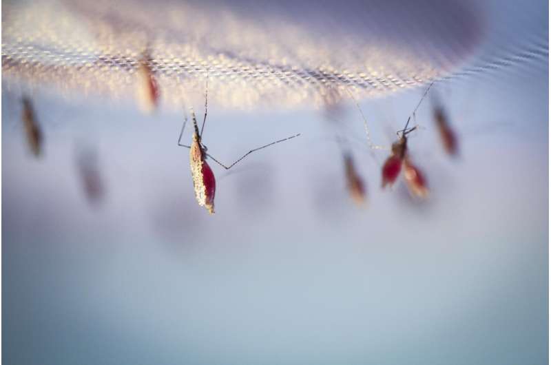 Malaria parasites 'walk through walls' to infect humans