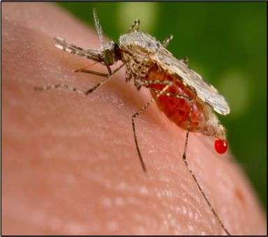 Malaria transmission may increase when more parasites are transferred via mosquito bite