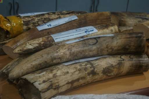 Malaysian authorities found 23 ivory tusks in a raid at Kuala Lumpur airport