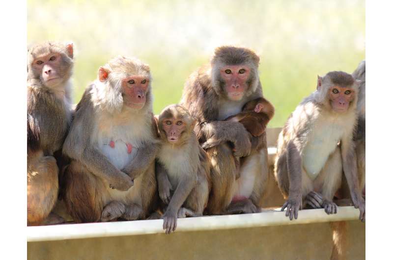 Male contraceptive gel in monkeys shows potential as an alternative to vasectomy