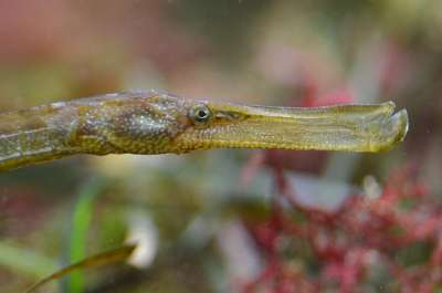 Male pipefish pregnancy, it's complicated