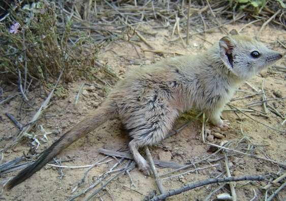 Mammal long thought extinct in Australia resurfaces