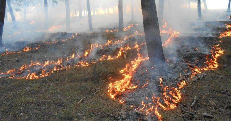 Managing bushfires for safety and biodiversity