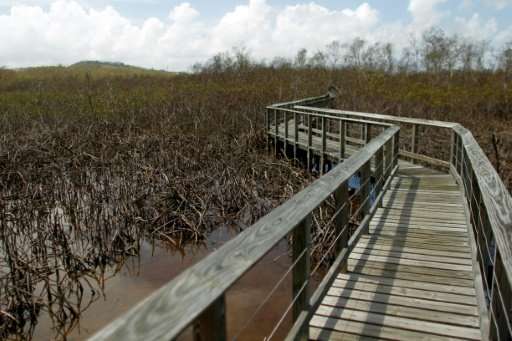 Mangroves damaged when Hurricane Maria ripped through Puerto Rico