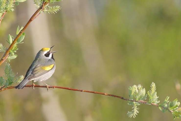Manitoba’s golden-winged warblers: world’s last pure population touched by local and distant conservation problems