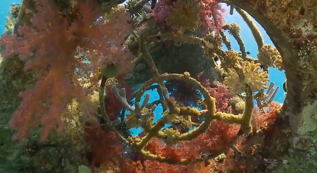 Man-made reefs: A compelling diving alternative -- Ben-Gurion U. study