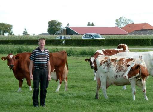 Many Dutch farmers, such as dairy producer Gerard Hartveld, who have no family to step into their boots when they retire, face t