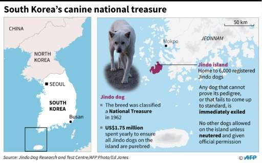 Map locating Jindo island in South Korea, home of a purebreed dog classed as a national treasure