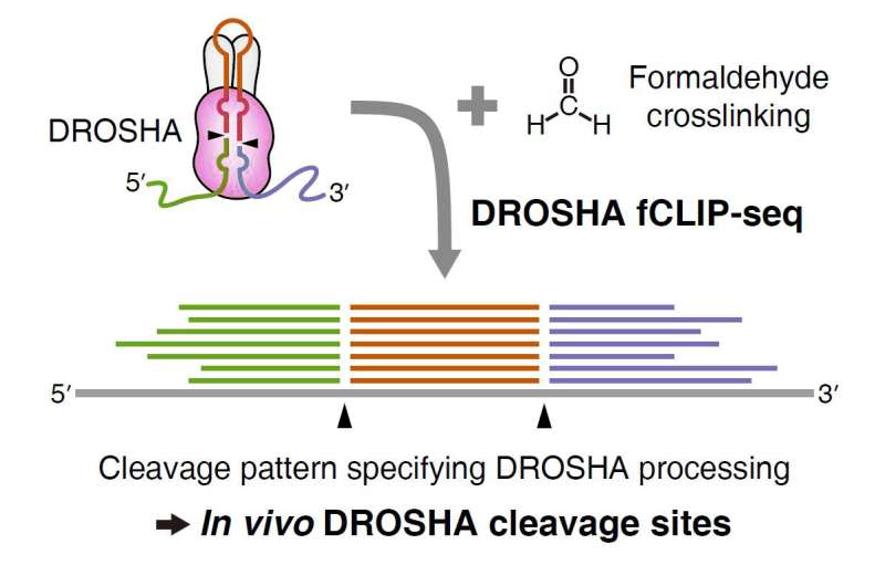 Mapping DROSHA's cleavage sites