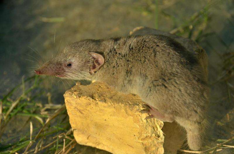 Mapping the migration of house shrews