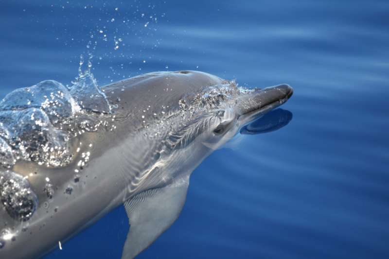 Marine biologists study the diets of dolphin species to understand the animals’ foraging habits
