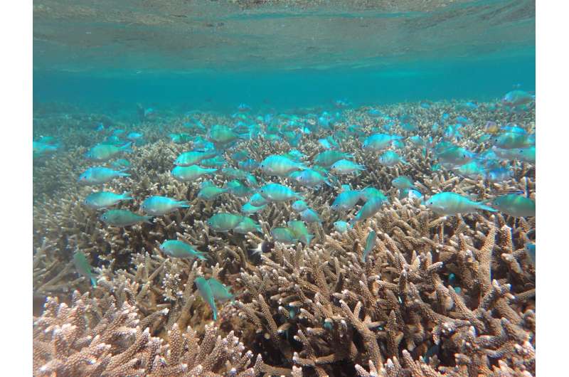 Marine ecosystems show resilience to climate disturbance