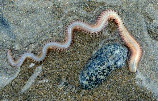 Marine worms are better known as providing bait for fishermen