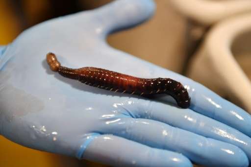 Marine worms may hold the key to medical breakthroughs including speedier recovery from surgery and more blood transfusions